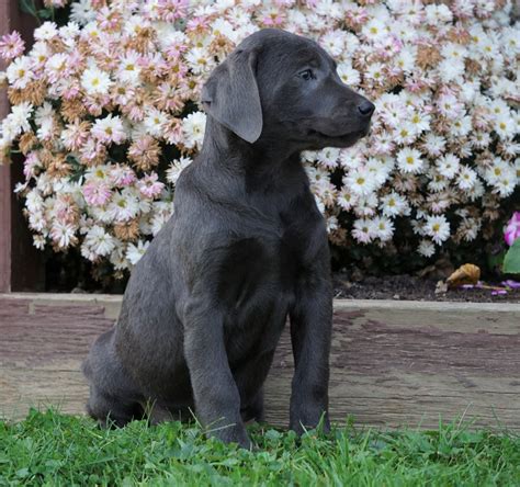 Labarador for sale - Labrador Retriever Puppies. Males / Females Available. 4 months old. Amy Ferreira. New Bedford, MA 02740. AKC Champion Bloodline.